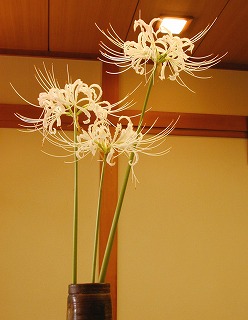 http://www.hukuroya.co.jp/hanagoyomi/h_higan_4.jpg